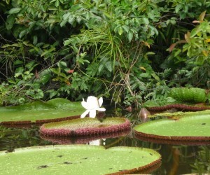 Flor de Loto Fuente: Uff.Travel